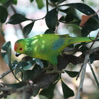 Realistic Bird Animal Figurine Collection
