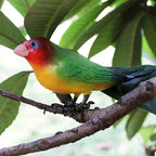 Realistic Bird Animal Figurine Collection