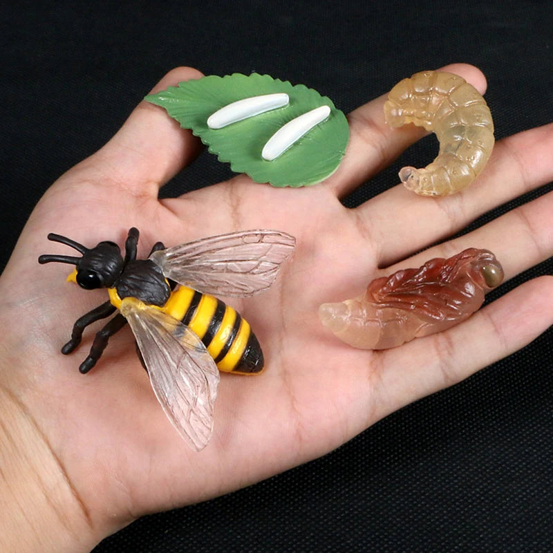 Montessori Animal and Plant Life Cycle Biology Model Toy Set
