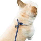 Dog Leash Slip Rope Lead Leash Heavy Duty Braided Rope Adjustable Loop Collar Training Leashes for Medium Large Dogs