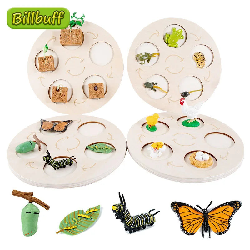 Montessori Animal and Plant Life Cycle Biology Model Toy Set