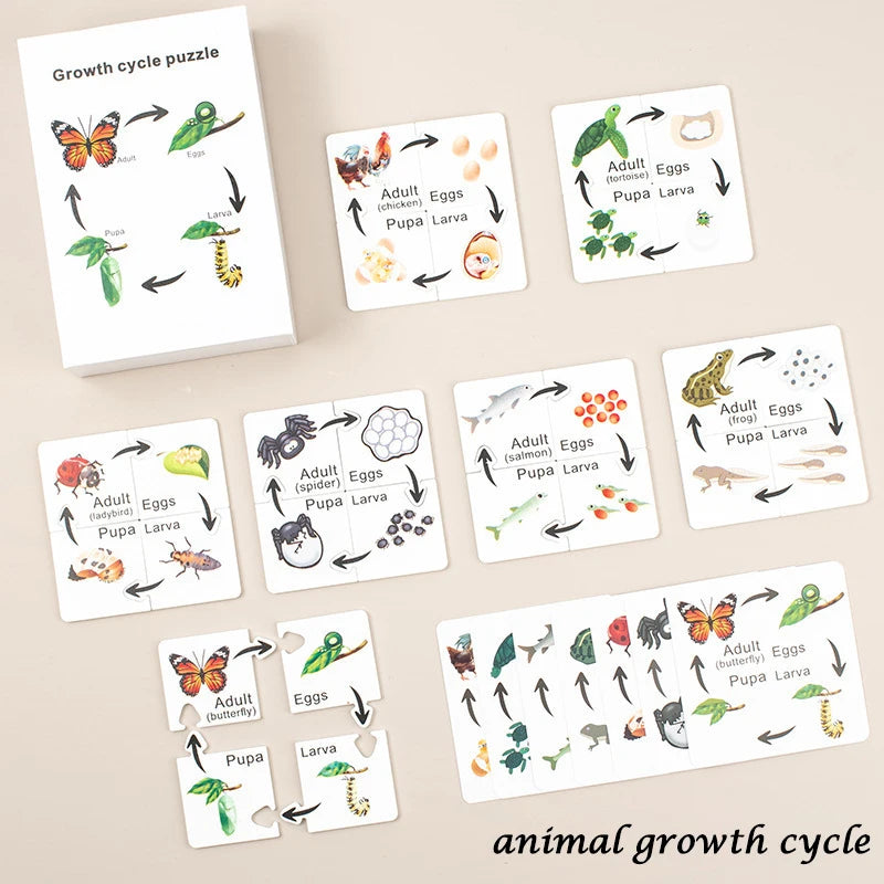 Montessori Animal and Plant Life Cycle Biology Model Toy Set