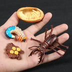 Montessori Animal and Plant Life Cycle Biology Model Toy Set