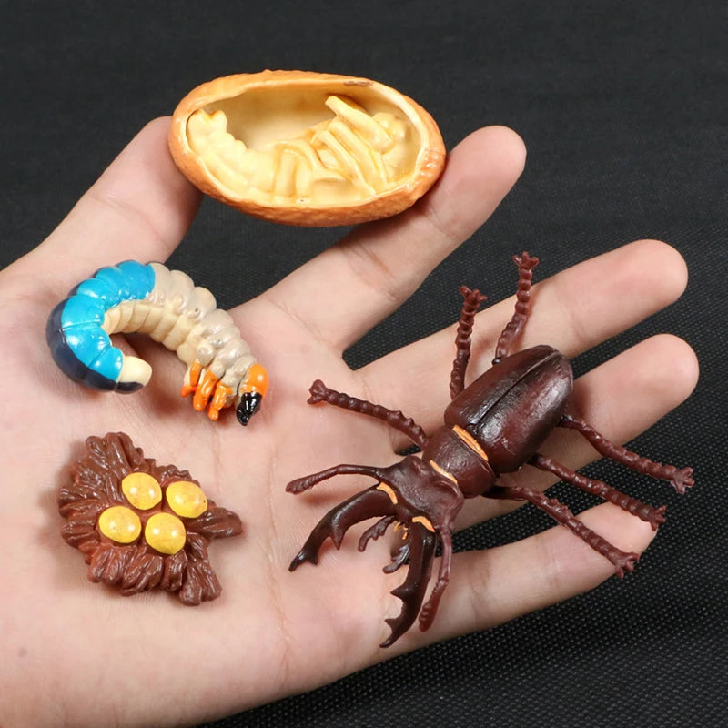 Montessori Animal and Plant Life Cycle Biology Model Toy Set