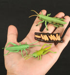 Montessori Animal and Plant Life Cycle Biology Model Toy Set