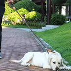 Dog Leash Slip Rope Lead Leash Heavy Duty Braided Rope Adjustable Loop Collar Training Leashes for Medium Large Dogs