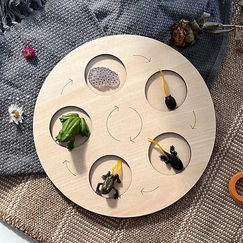 Montessori Animal and Plant Life Cycle Biology Model Toy Set