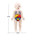 Montessori Human Body Anatomy Model DIY Learning Kit