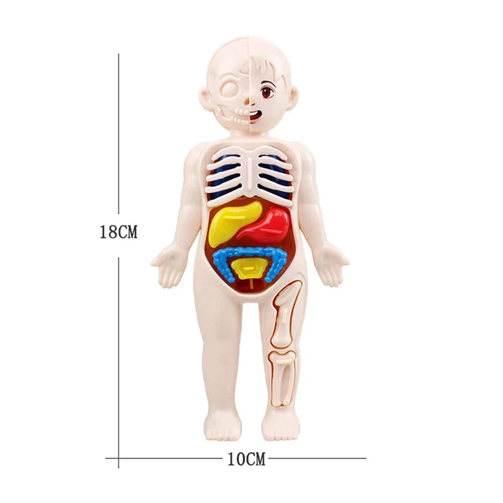 Montessori Human Body Anatomy Model DIY Learning Kit
