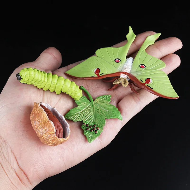 Montessori Animal and Plant Life Cycle Biology Model Toy Set