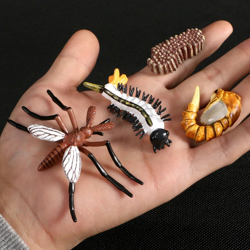 Montessori Animal and Plant Life Cycle Biology Model Toy Set