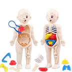 Montessori Human Body Anatomy Model DIY Learning Kit