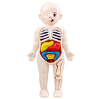 Montessori Human Body Anatomy Model DIY Learning Kit