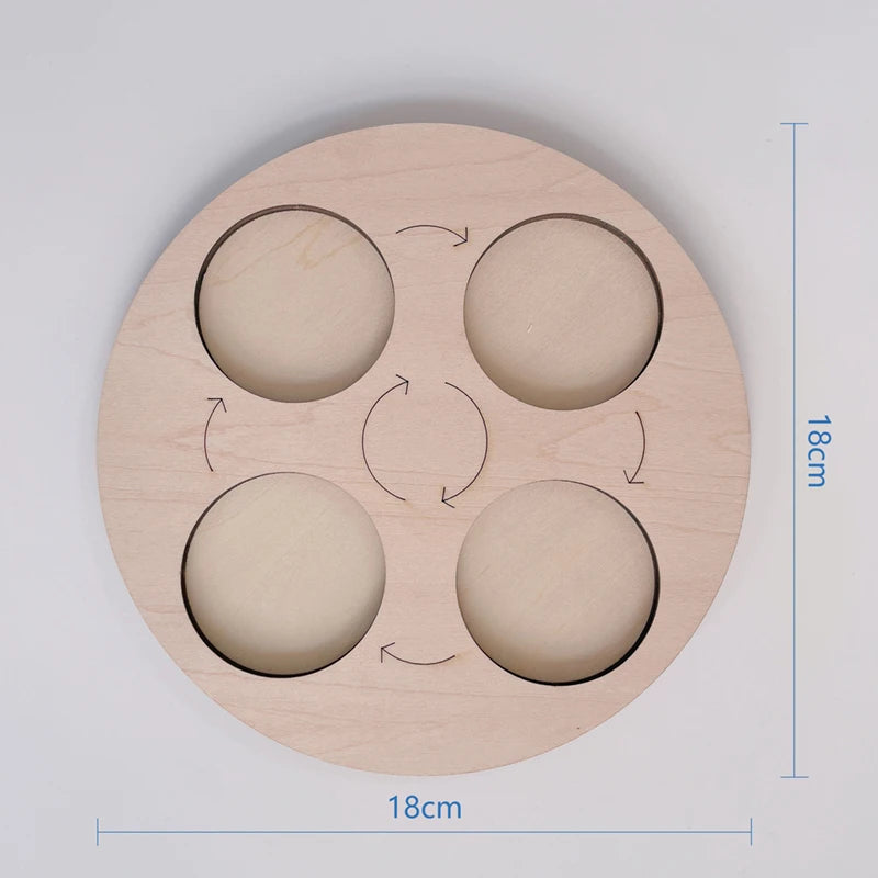 Montessori Animal and Plant Life Cycle Biology Model Toy Set