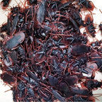 50pcs Realistic Bugs Funny Toy Fake Cockroach Novelty Insects Halloween Prank Simulation Tricky Disgusting Scary Party Supplies