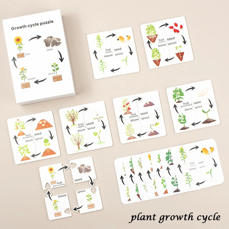 Montessori Animal and Plant Life Cycle Biology Model Toy Set