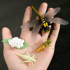 Montessori Animal and Plant Life Cycle Biology Model Toy Set