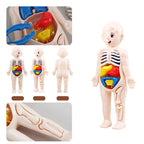 Montessori Human Body Anatomy Model DIY Learning Kit