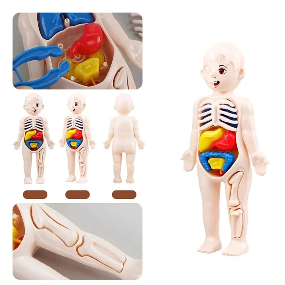 Montessori Human Body Anatomy Model DIY Learning Kit
