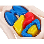 Montessori Human Body Anatomy Model DIY Learning Kit