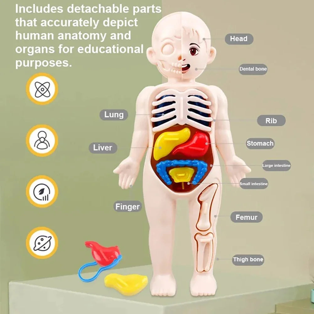 Montessori Human Body Anatomy Model DIY Learning Kit