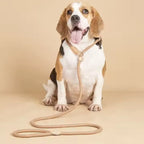 Dog Leash Slip Rope Lead Leash Heavy Duty Braided Rope Adjustable Loop Collar Training Leashes for Medium Large Dogs
