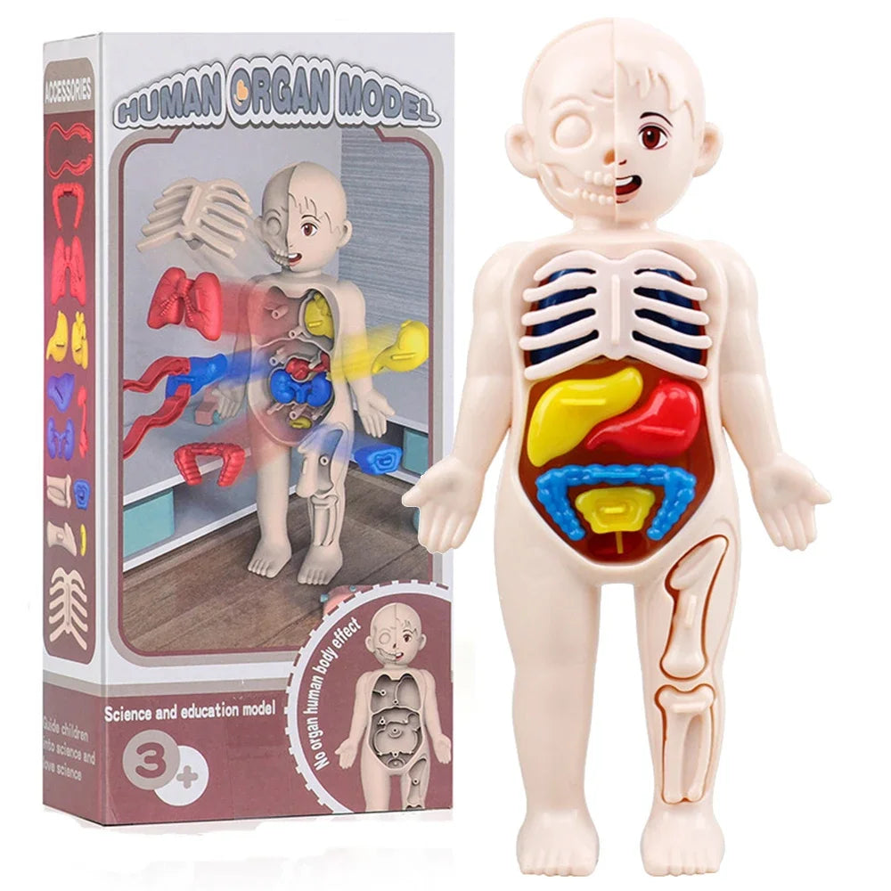 Montessori Human Body Anatomy Model DIY Learning Kit
