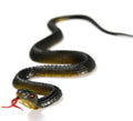 45cm Fake Realistic Rubber Toy Snake Simulation Anaconda Scary Halloween To Scare Birds Props Prank Trick Toy Accessories