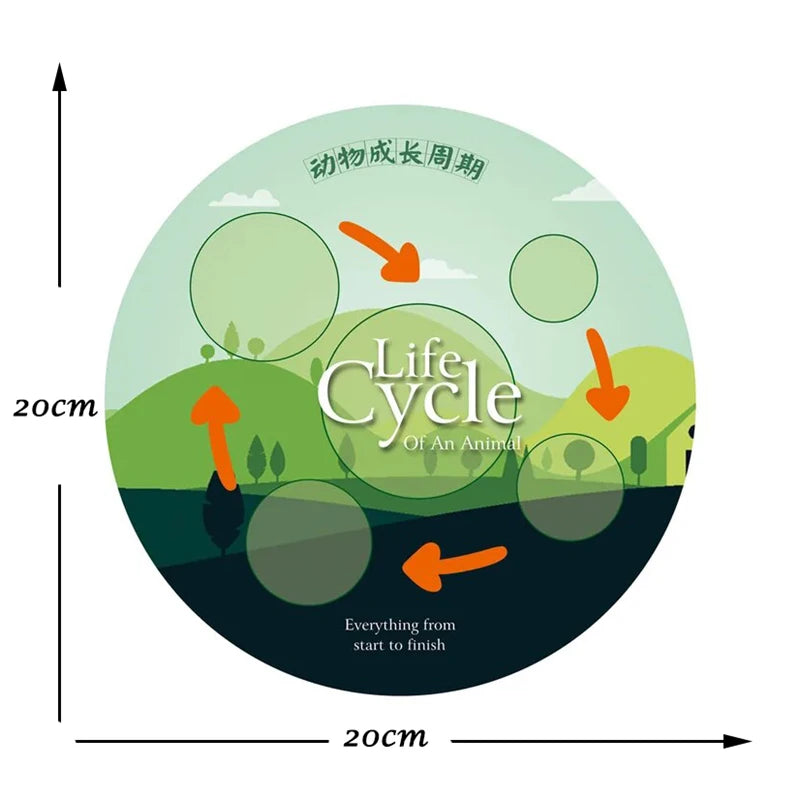 Montessori Animal and Plant Life Cycle Biology Model Toy Set