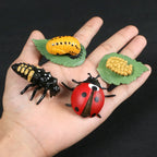 Montessori Animal and Plant Life Cycle Biology Model Toy Set
