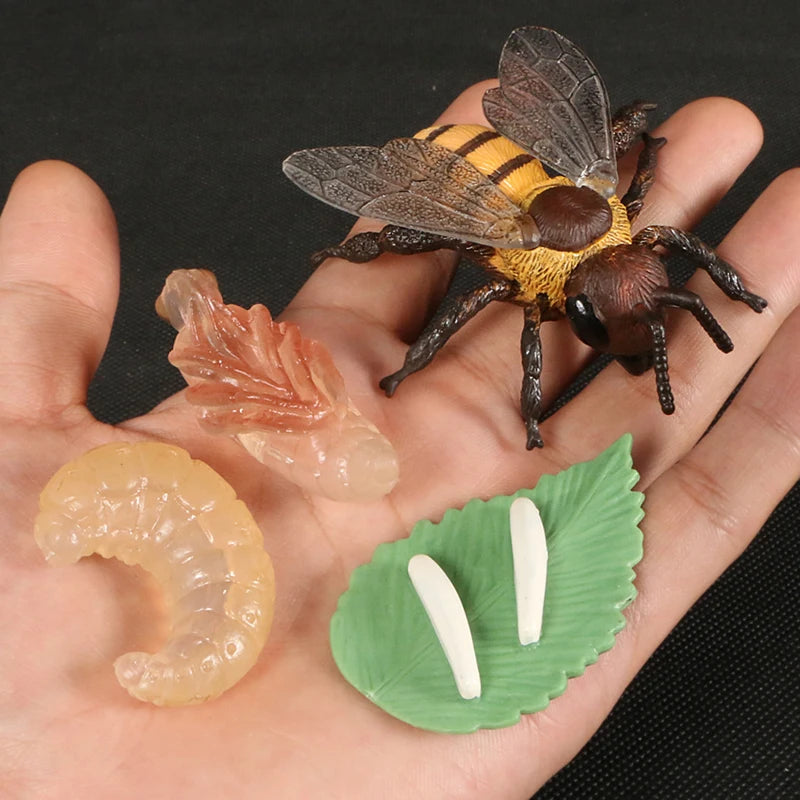 Montessori Animal and Plant Life Cycle Biology Model Toy Set