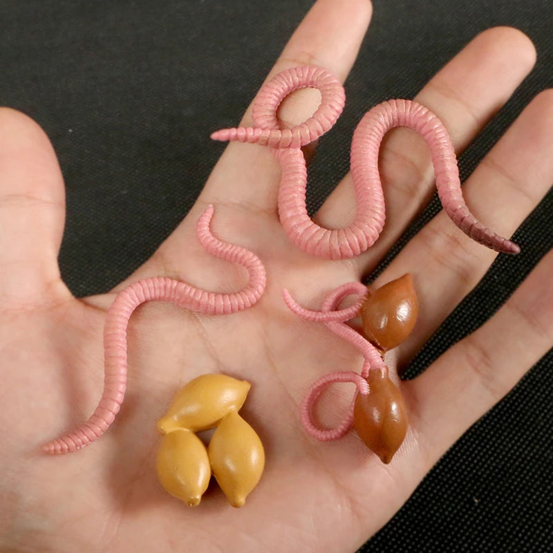 Montessori Animal and Plant Life Cycle Biology Model Toy Set