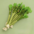 2pcs Interactive Cat Chew Toy Natural Silver Vine Stick Squeaky Celery Kitten Game Toy Bite-resistant Teeth Cleaning Cat Toy