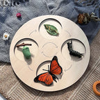 Montessori Animal and Plant Life Cycle Biology Model Toy Set