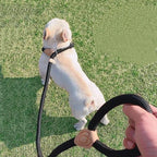 Dog Leash Slip Rope Lead Leash Heavy Duty Braided Rope Adjustable Loop Collar Training Leashes for Medium Large Dogs