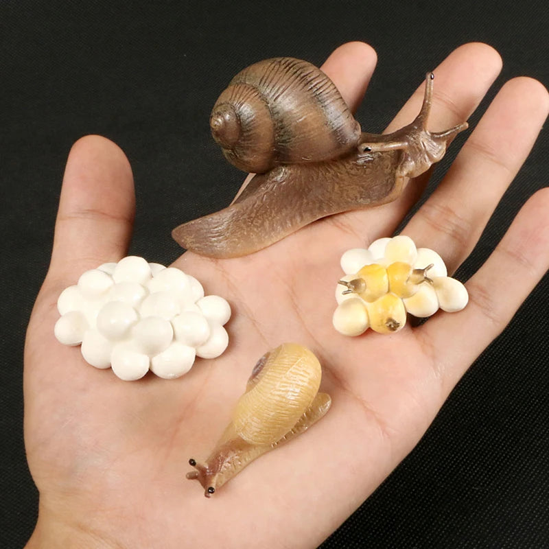 Montessori Animal and Plant Life Cycle Biology Model Toy Set