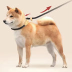 Dog Leash Slip Rope Lead Leash Heavy Duty Braided Rope Adjustable Loop Collar Training Leashes for Medium Large Dogs