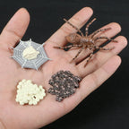 Montessori Animal and Plant Life Cycle Biology Model Toy Set