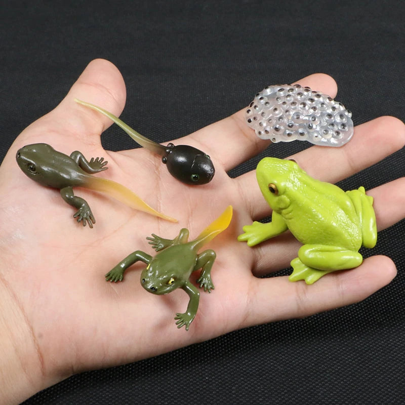 Montessori Animal and Plant Life Cycle Biology Model Toy Set