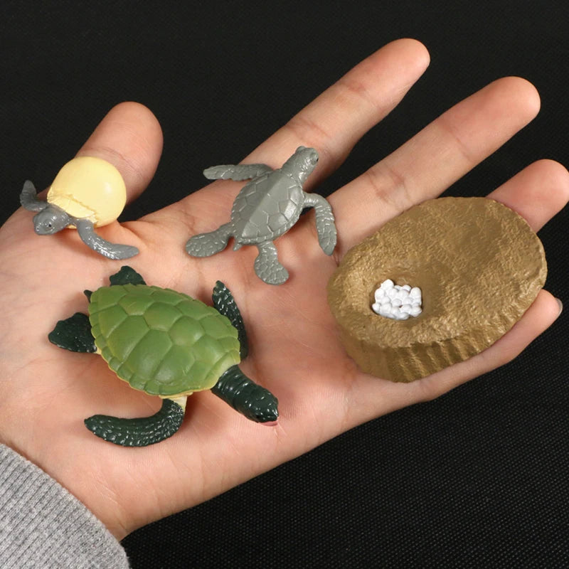 Montessori Animal and Plant Life Cycle Biology Model Toy Set
