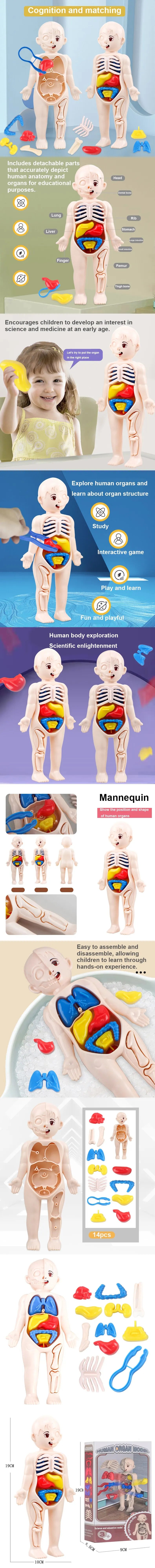 Montessori Human Body Anatomy Model DIY Learning Kit