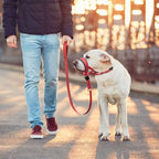 2026 New Nylon Portable Dog Muzzle Rope, Dog Cage Head Anti-Bite Pet Large Dog Mask, Pet Factory Wholesale