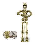 Halloween Magnetic Middle Ages Skeleton Posable Skeleton Human Shape Bones Halloween Haunted House Horror Props Skeleton Doll