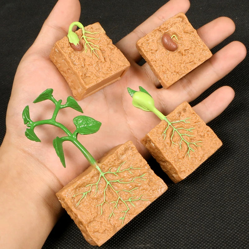 Montessori Animal and Plant Life Cycle Biology Model Toy Set