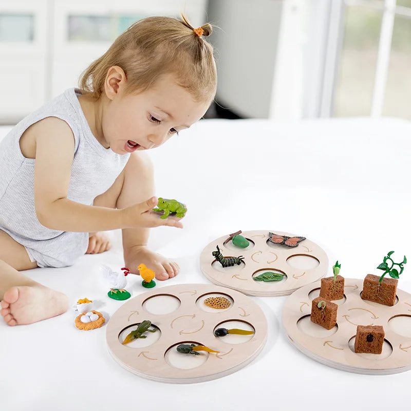 Montessori Animal and Plant Life Cycle Biology Model Toy Set