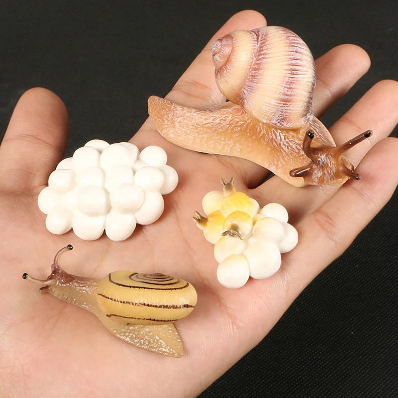 Montessori Animal and Plant Life Cycle Biology Model Toy Set