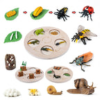 Montessori Animal and Plant Life Cycle Biology Model Toy Set