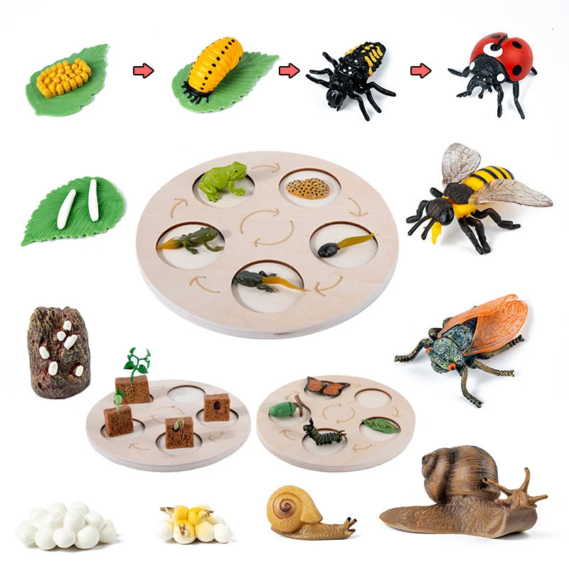 Montessori Animal and Plant Life Cycle Biology Model Toy Set