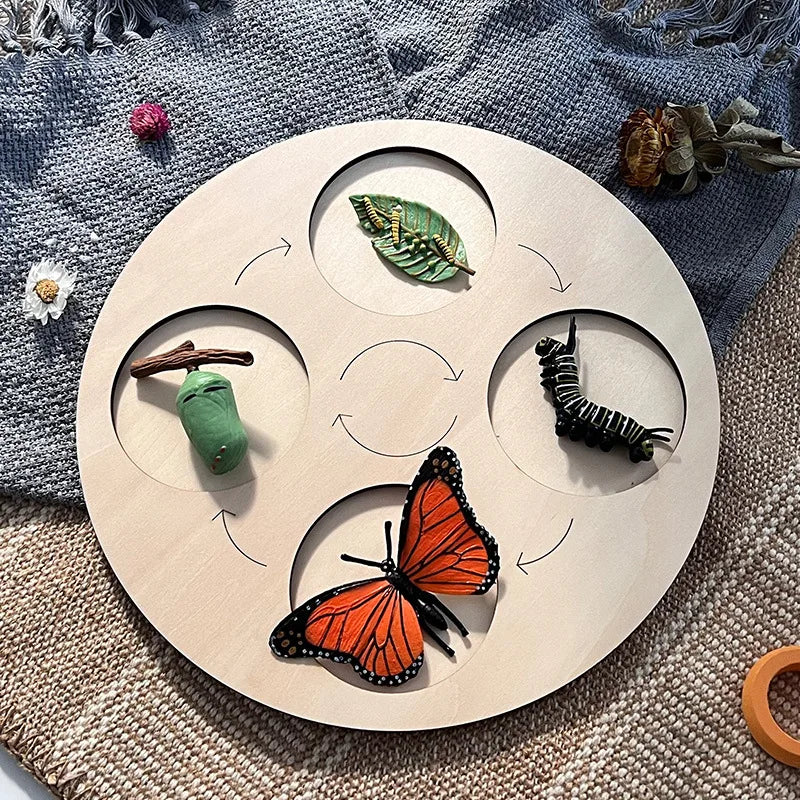 Montessori Animal and Plant Life Cycle Biology Model Toy Set